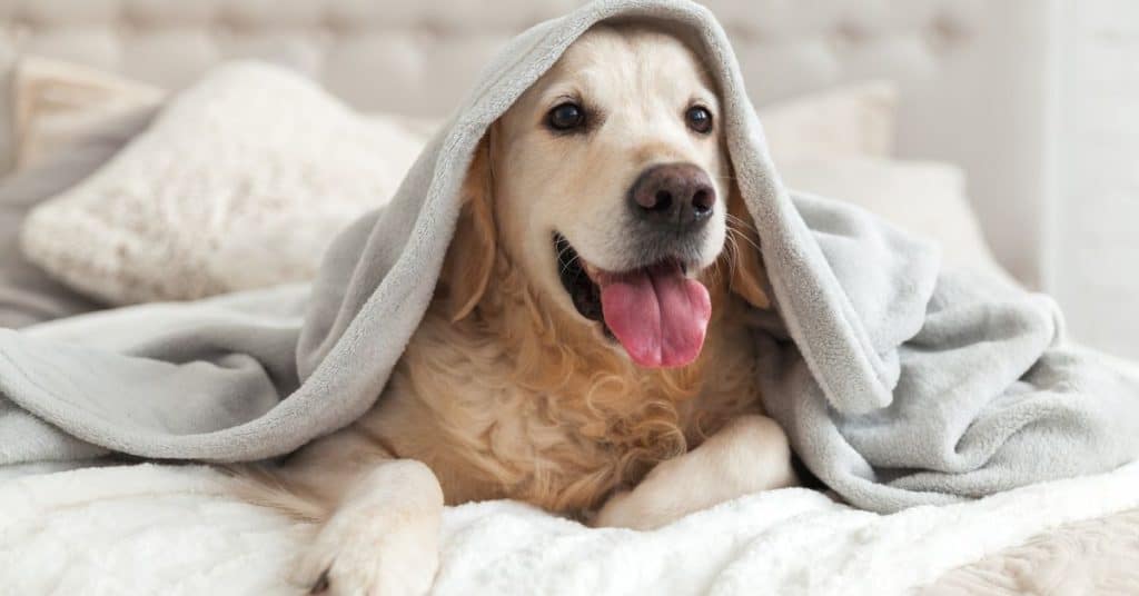 Discover Pet-Friendly Cleaning Tips For Maintaining A Healthy And Happy Home